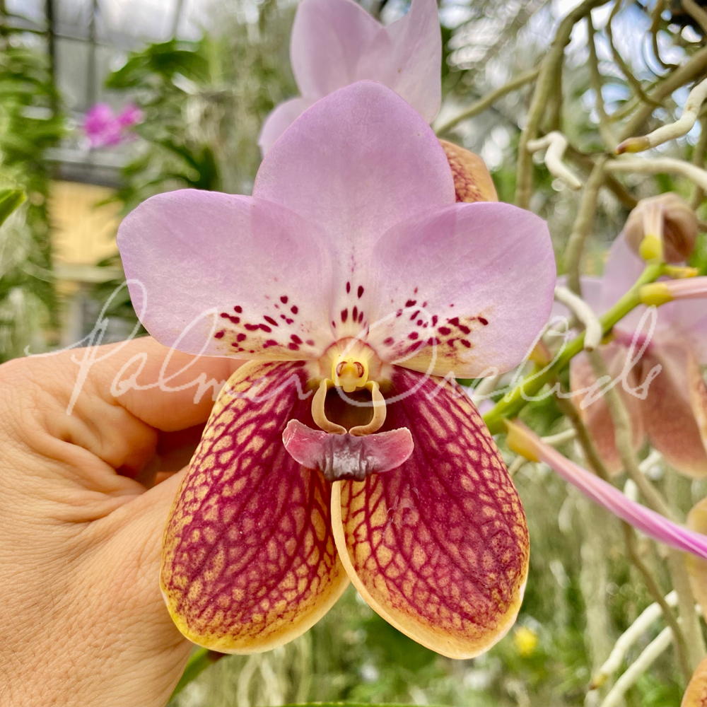 Vanda sanderiana (pink) — Palmer Orchids